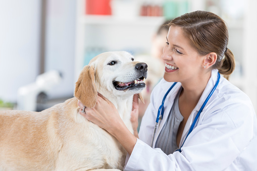Pretty female vet smiles while petting and talking sweetly to an adorable mature dog.