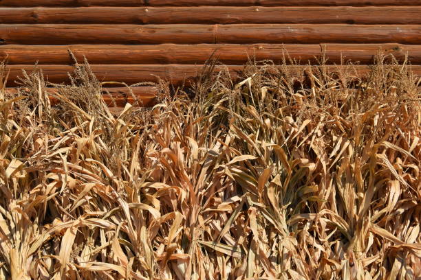 Maize cultivation in rural areas