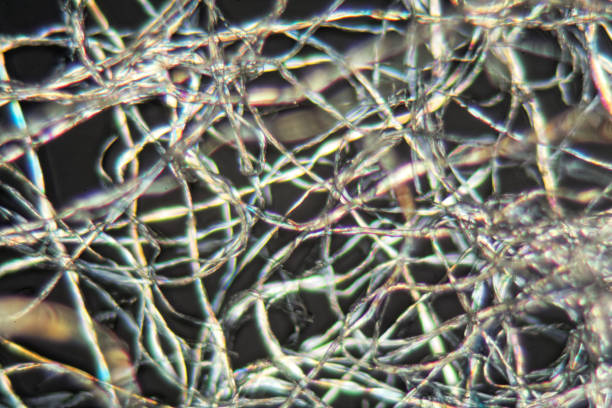 istock Cotton fibers under the microscope 847896614