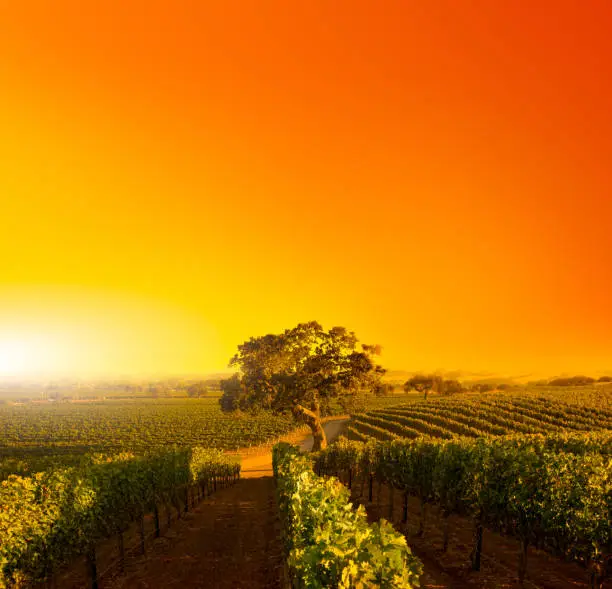 Beautiful composite of a vineyard with rows of vines lead to a majestic oak tree.