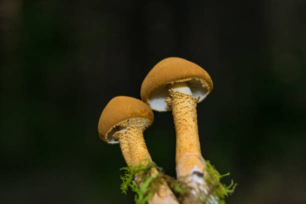 istock Forest mushroom on a dark background close-up 847931318