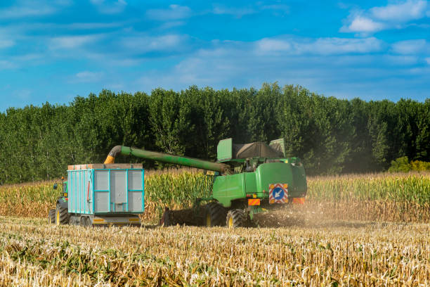 istock Combine harvester corn and discharge it into the trailer 847931594