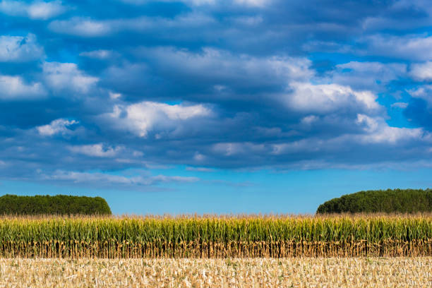 CornFields and Clouds Minnesota Postcard, USA.