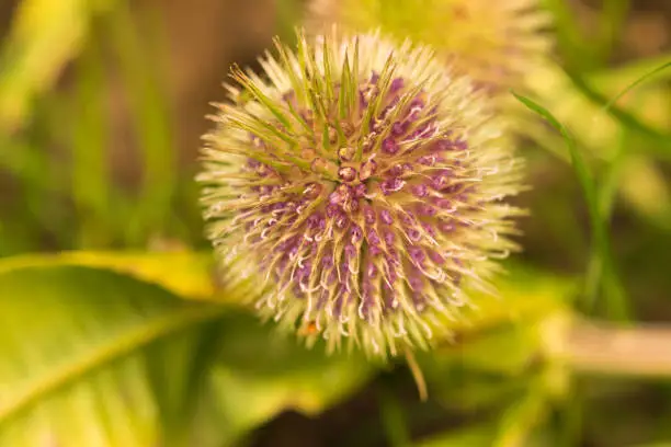 Globe Thistle Thornbush Flower Head in United Kingsom Wildlife.