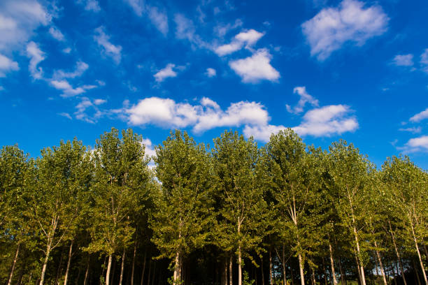 Poplars seen from below in front of a cloudy blue sky