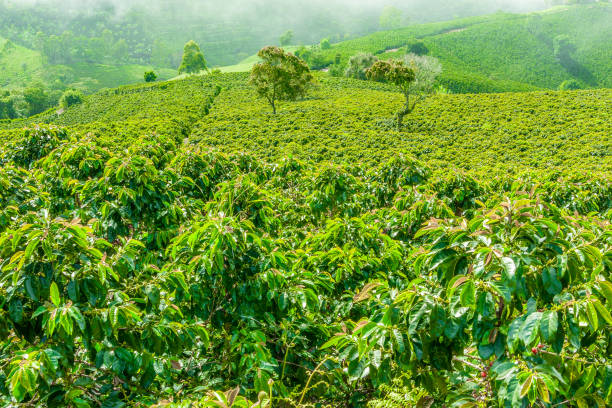 istock Coffe Plantation in Jerico Colombia 847955376