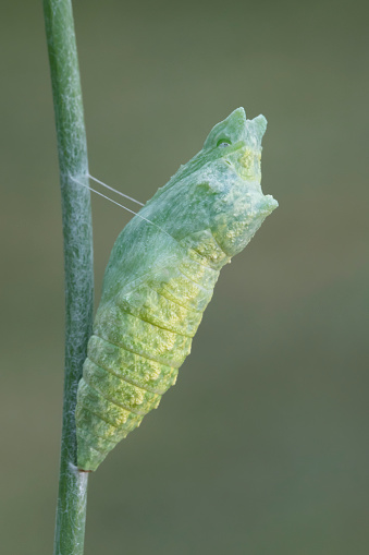 Black Swallowtail Caterpillar/ Butterfly Cocoon on Fennel Plant. Early Pupa Stage.