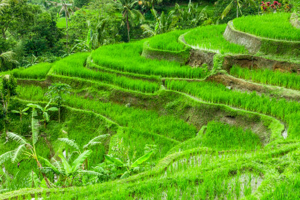 istock View of terraced rise fields in Bali 847956562
