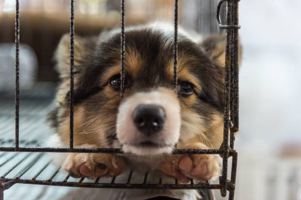 istock Puppy so cute sleeping alone in cage dog with sadness and lonely 847959820