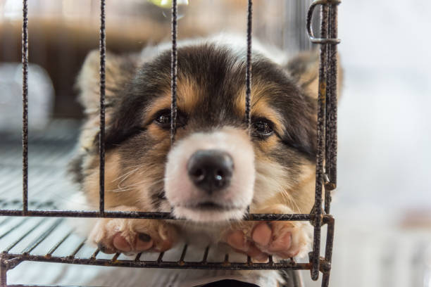 istock Puppy so cute sleeping alone in cage dog with sadness and lonely 847959882