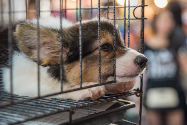 とてもかわいい悲しみと犬のケージで一人寝と孤独な子犬 - 製造工場 ストックフォトと画像