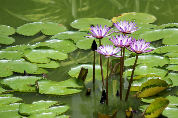 istock violet lotus flower in the pond 847966426