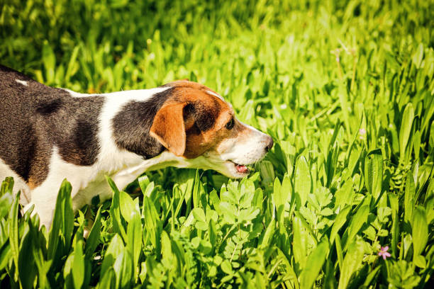 Young jack russell eating grass Young Jack Russell Terrier Dog Eating Grass. Pet Health Concept. The reasons why dogs are prone to eat grass puke green color stock pictures, royalty-free photos & images