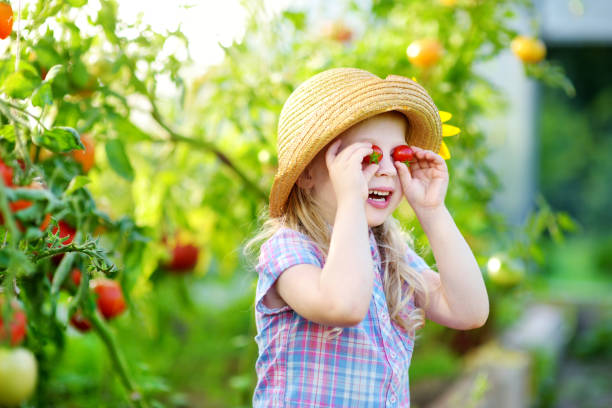 urocza dziewczynka w kapeluszu zbierająca świeże dojrzałe organiczne pomidory w szklarni - bush child gardening sunlight zdjęcia i obrazy z banku zdjęć