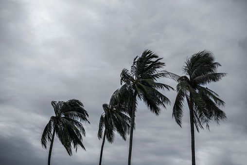 Palm at hurricane