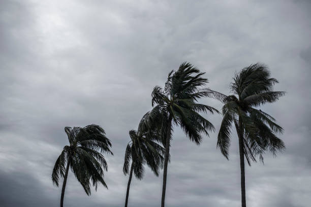 palm på hurricane - forsmark bildbanksfoton och bilder