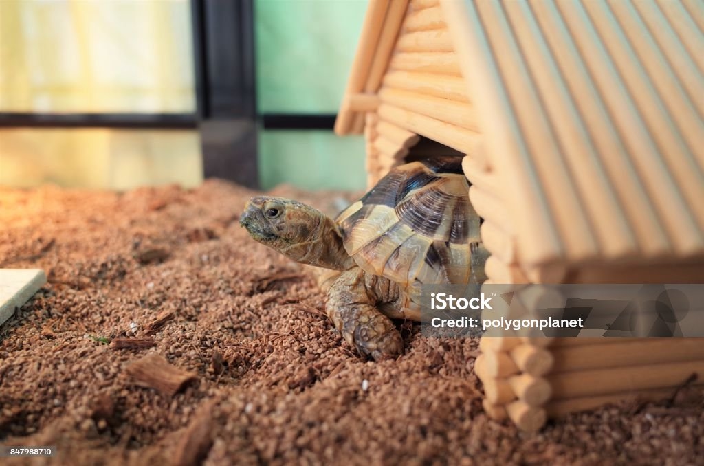 tortoise Pets Stock Photo