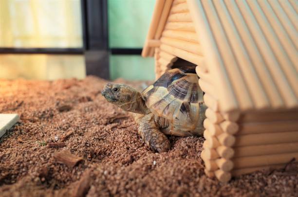 tortoise stock photo