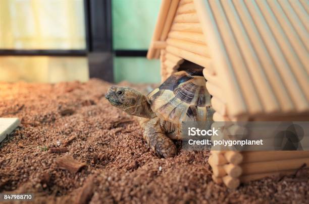 Tortoise Stock Photo - Download Image Now - Pets, Turtle, Tortoise