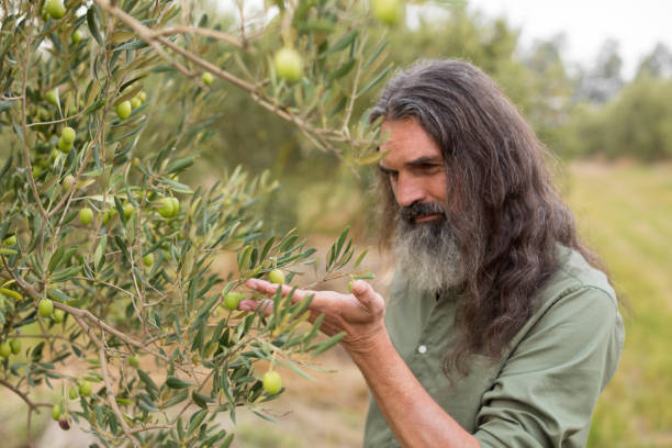 istock Farmer observing olive on plant 847991954
