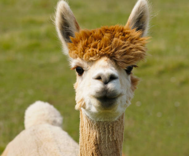 istock I Love Lucy the Alpaca 847992046
