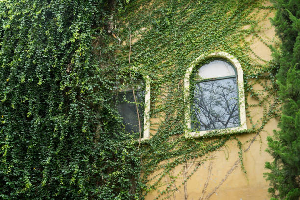 istock Tree climbing on the wall of the window 847995900