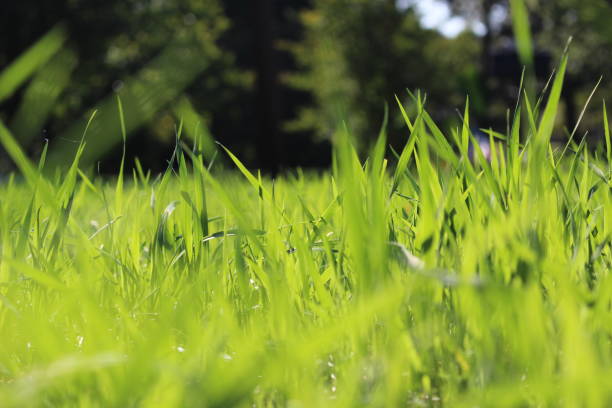 fétuque élevée sur le terrain - fescue photos et images de collection