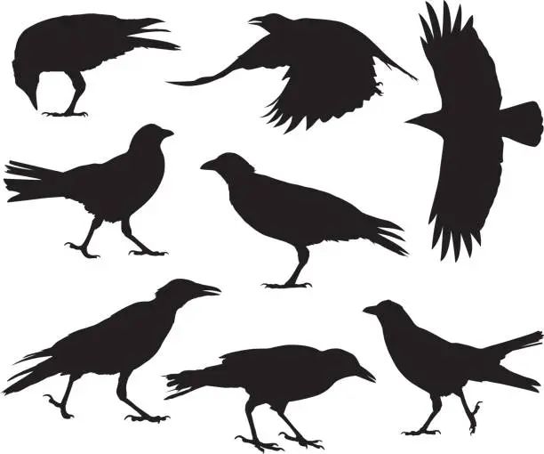 Vector illustration of Crow Silhouettes