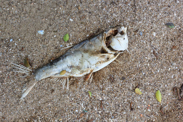 istock Dead fish on the beach. Water pollution concept 848016698