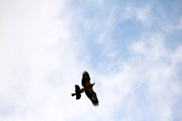 istock Sea-eagle and crow birds fly together against the sky 848017322