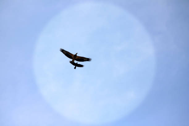 istock Sea-eagle and crow birds fly together against the sky 848019710