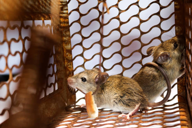 istock A little mouse with bread in the rat trap 848020148