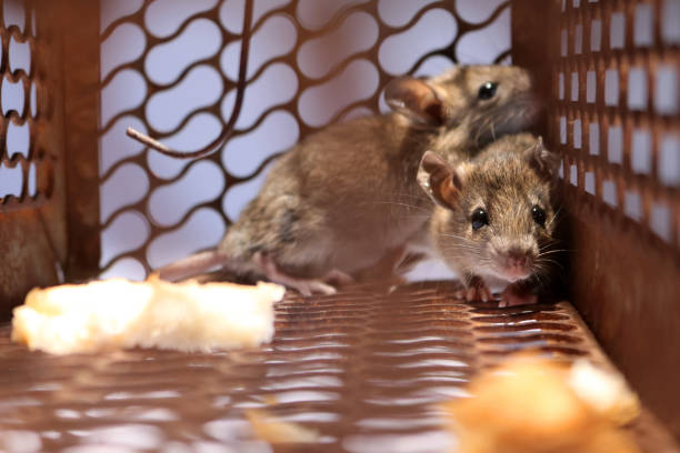 istock A little mouse with bread in the rat trap 848020346