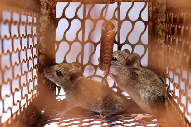 istock A little mouse with bread in the rat trap 848021198