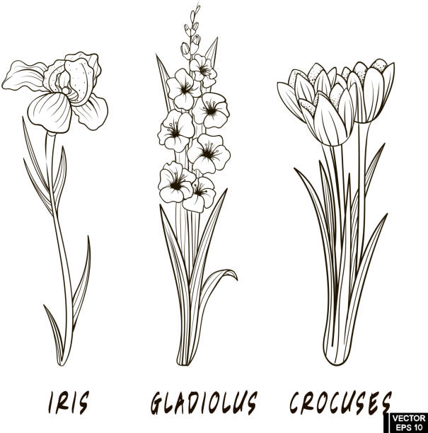 꽃 손 그리기 세트 - gladiolus stock illustrations