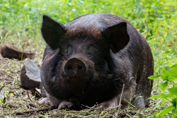 istock Big black boar portrait while looking at you 848032202