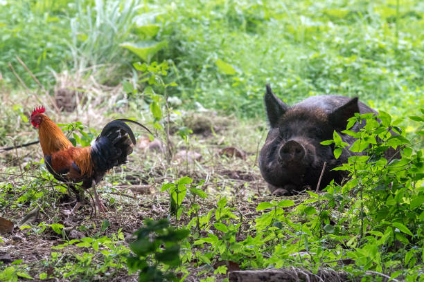 istock Big black boar and rooster portrait while looking at you 848032270
