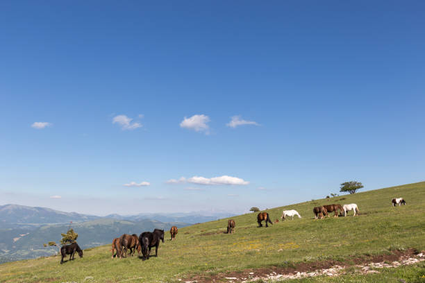 istock Horses on a mountain, near some small trees and  beneath a big blue sky with white clouds 848032780