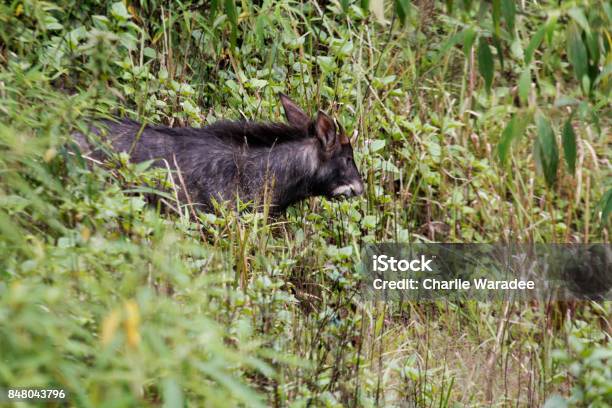 A Rare Serow In Wildlife Natural Forest Stock Photo - Download Image Now -  Animal, Animal Body Part, Animals In Captivity - iStock