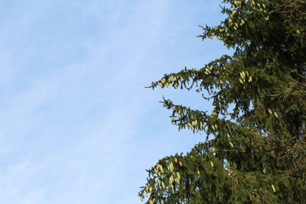 istock Background of sky and coniferous tree loaded with cones 848046152
