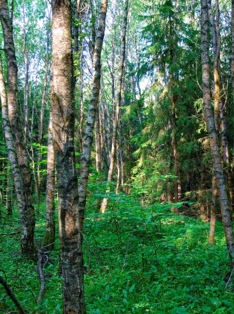 istock a cool summer morning in the Russian forest 848046382