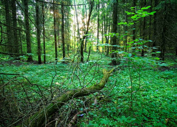 istock a cool summer morning in the Russian forest 848046616