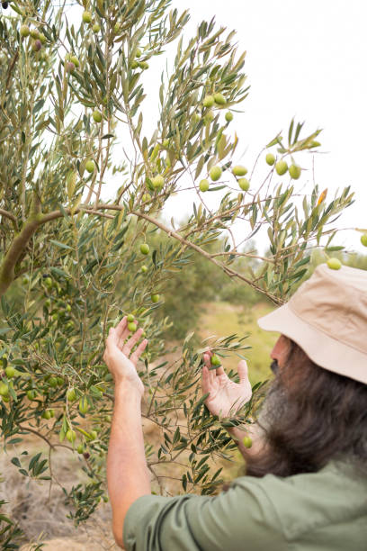 istock Man observing olives on plant 848051032