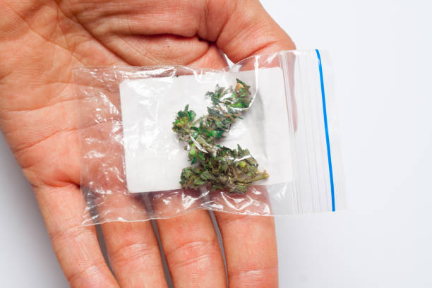 istock Hands of man a joint medicinal hemp 848054420