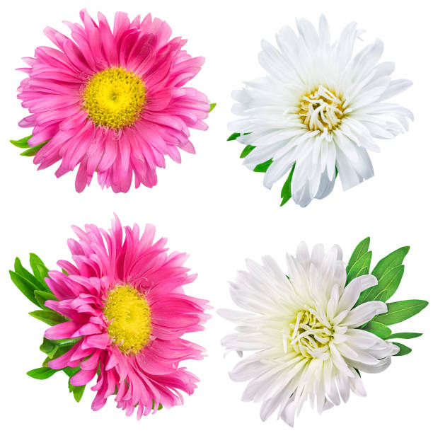 istock Daisy chrysanthemum chamomile isolated on white background 848058298