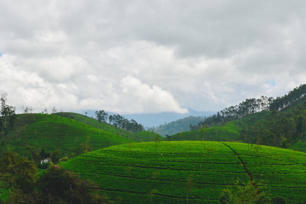 istock Sri Lankan tea plantations 848059104