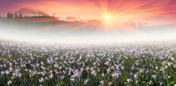 istock field of wild daffodils in the Carpathians 848061960