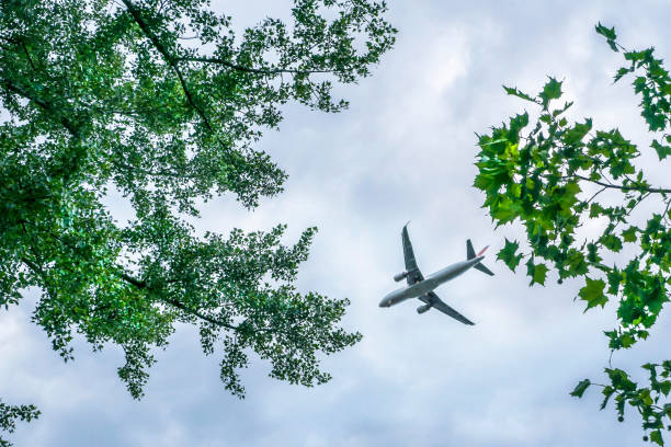 istock Wild green leaves and plane 848062434
