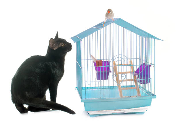 kitten playing with Zebra finch in front of white background