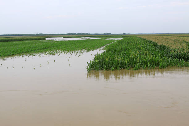 Luannan, August 2：Corn planting in the flood waters on August 2, 2012, Luannan, Hebei, China. \